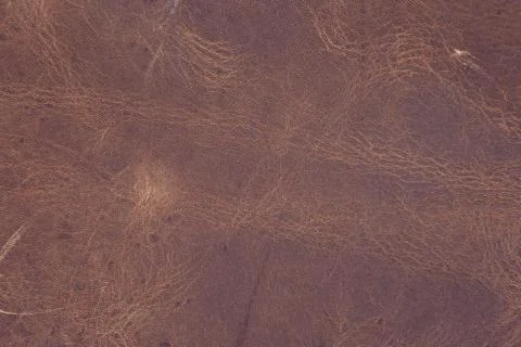 High resolution texture. Background. Skin. Stock Photos