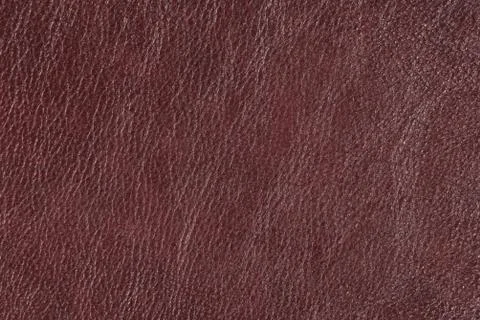 High resolution texture. Background. Skin. Stock Photos