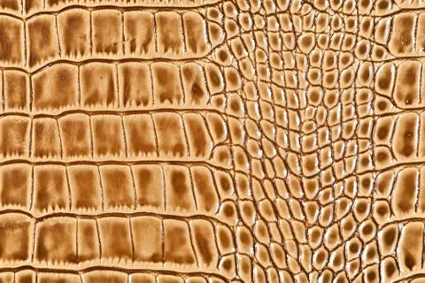 High resolution texture. Background. Skin. Stock Photos