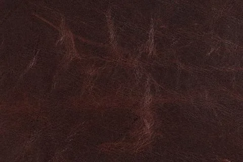 High resolution texture. Background. Skin. Stock Photos