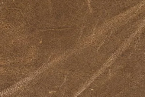 High resolution texture. Background. Skin. Stock Photos