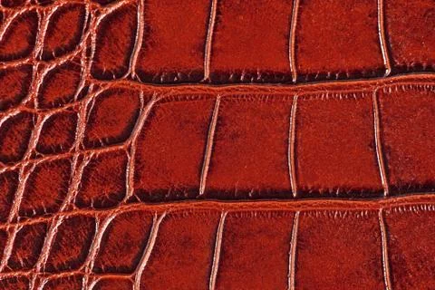 High resolution texture. Background. Skin. Stock Photos