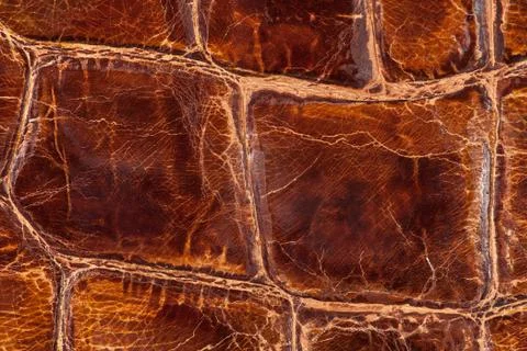 High resolution texture. Background. Skin. Stock Photos