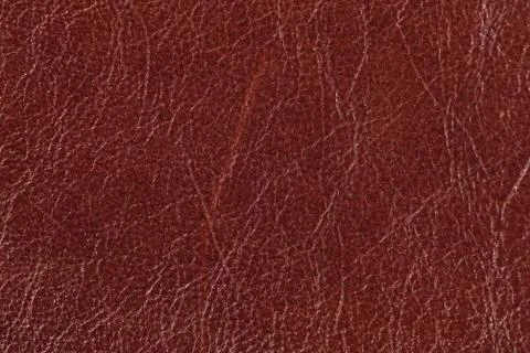 High resolution texture. Background. Skin. Stock Photos