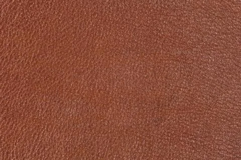 High resolution texture. Background. Skin. Stock Photos