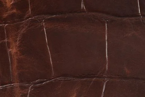 High resolution texture. Background. Skin. Stock Photos