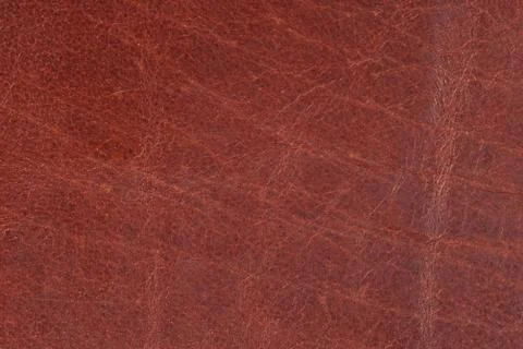 High resolution texture. Background. Skin. Stock Photos