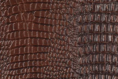 High resolution texture. Background. Skin. Stock Photos