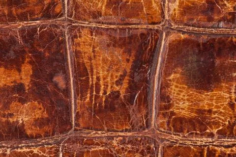 High resolution texture. Background. Skin. Stock Photos