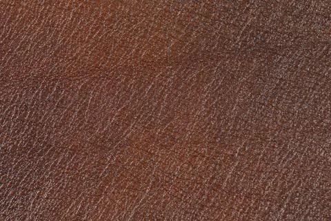 High resolution texture. Background. Skin. Stock Photos