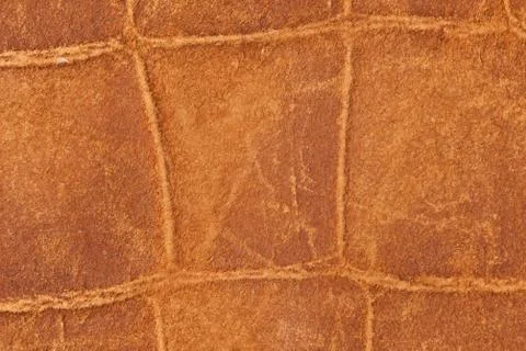 High resolution texture. Background. Skin. Stock Photos