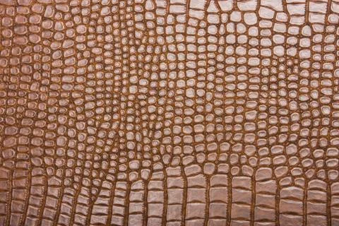 High resolution texture. Background. Skin. Stock Photos
