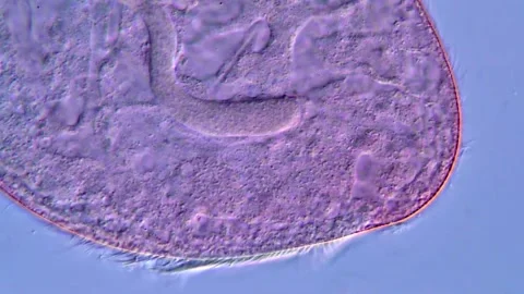 High Resolution video of Blepharisma protozoa under microscope Vidéo 317633964