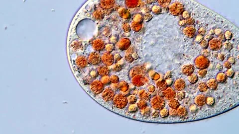 High-Resolution Video of Ciliate Protozoa Activity, 400x 動画素材 317886787