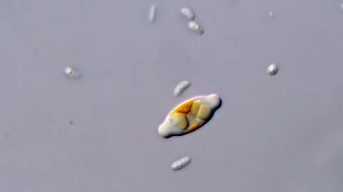 High Resolution Video of Diatoms Structure Vidéo 317254053
