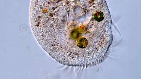 High Resolution video of protozoa under microscope, Ciliate microorganism 库存影片 317171175