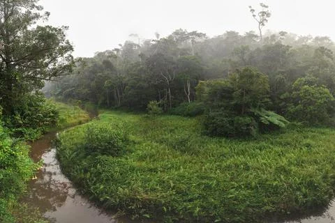High resolution wide angle panorama - calm morning in tropical rainforest jun Foto stock