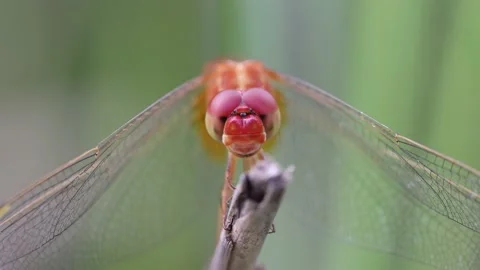 High resolution (without editing) 4k footage of a dragonfly. Stock Footage 201770715