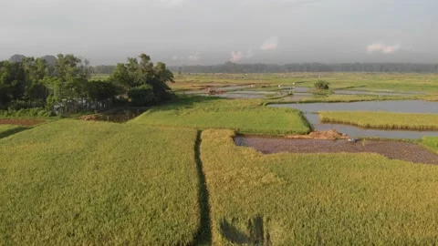 High rice field Stock Footage 154918363