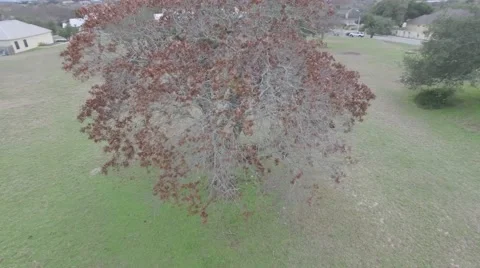 High Ridge Brown Oak Tree POI Stock Footage 58801031