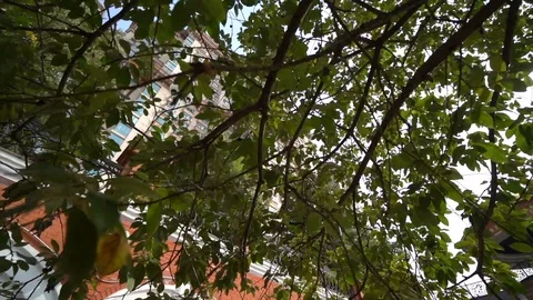 High-rise building Stock Footage 101731196