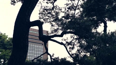High rise in city Stock Footage 54896566