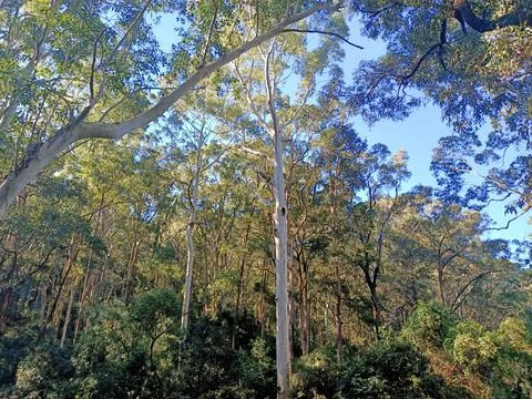 High Rises in the wild Stock Photos