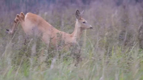 High roe deer jump, close, 4K slomo Stock Footage 169784979
