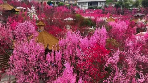 High Saturation Pink and Red Spring Blossom Background Video stock 332882631