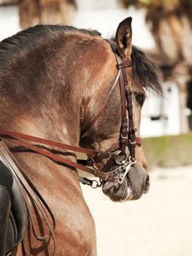 High school of equestrian  in  Spain Stock Photos