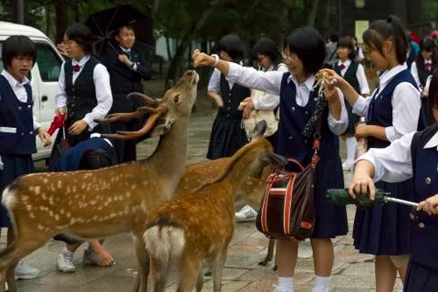 High school girls feedeing deer in nara, japan. Stock Photos