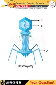 High school, numerical lessons, verbal lessons Stock Illustration