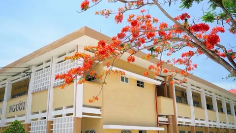 High school in summer full of phoenix flowers Stock Footage 147320918
