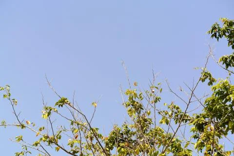 High Section of Trees Against Clear Blue Sky Foto stock