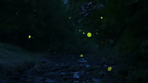 High-sensitivity video recording of many fireflies dancing wildly. Stock Footage 234360646
