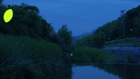 High-sensitivity video recording of many fireflies dancing wildly. 스톡 동영상 329946879