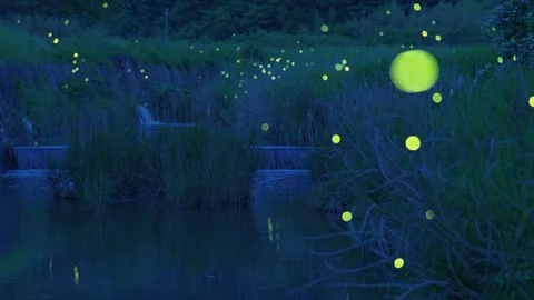 High-sensitivity video recording of many fireflies dancing wildly. 스톡 동영상 329946882