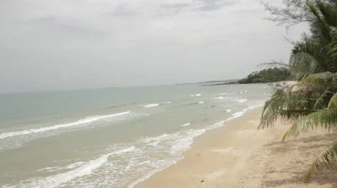 High-Shot Beach Palm Trees Blowing In Wind 4 Stock Footage 43127024