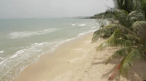 High-Shot Beach Palm Trees Blowing In Wind 3 Stock Footage 43127055