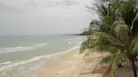 High-Shot Beach Palm Trees Blowing In Wind 1 Stock Footage 43127233