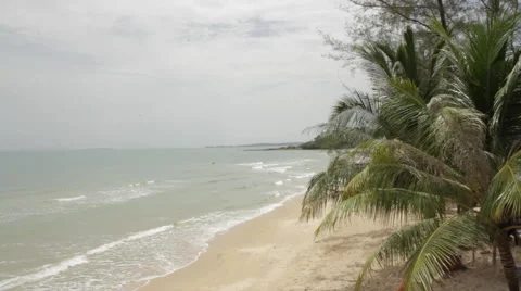 High-Shot Beach Palm Trees Blowing In Wind 2 Stock Footage 43127446