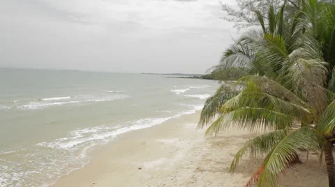 High-Shot Beach Palm Trees Blowing In Wind 12 Stock Footage 43134722
