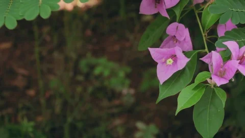 High Shot Pink Flower Stock Footage