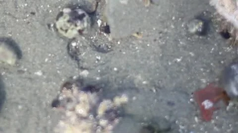 High shot of several small sea creatures such as crabs, sea snails and shells Stock Footage 11526375