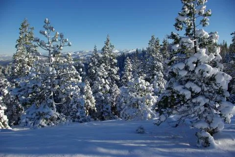 High sierra forest Stock Photos