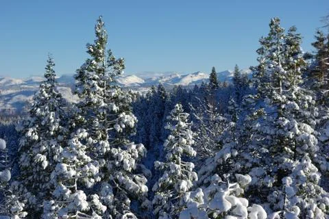 High sierra forest Stock Photos