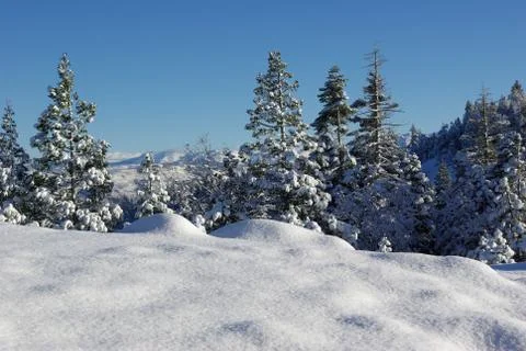 High sierra forest Stock Photos