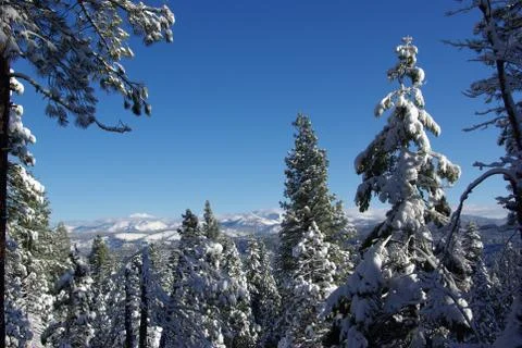 High sierra forest Stock Photos