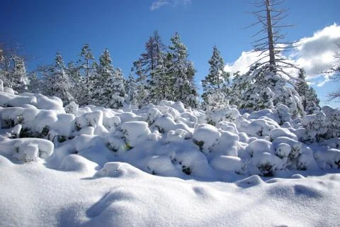 High sierra forest Stock Photos