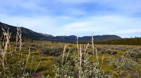 High Sierra Grassland in the Wind Video stock 38841643
